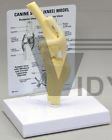 Canine Knee Anatomical Model